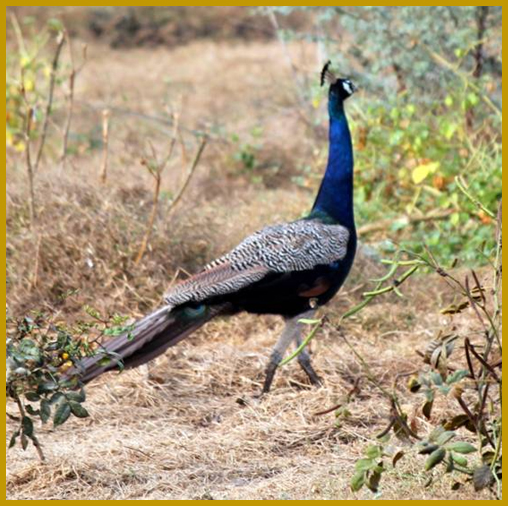 Bird, Udaipur Wildlife Sanctuaries
